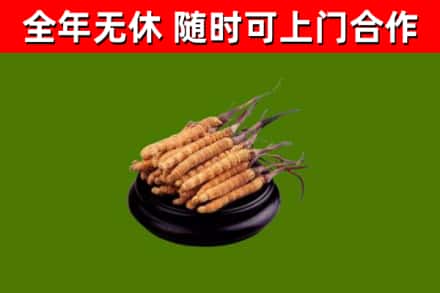 郴州回收散虫草