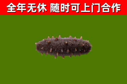 郴州回收海参干